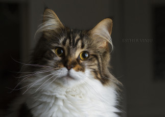 Картинка животные коты ушки глаза взгляд жёлтые кот