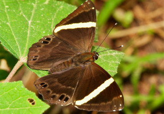 Картинка животные бабочки +мотыльки +моли макро itchydogimages усики крылья коричневая бабочка насекомое
