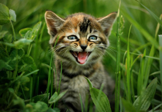 Картинка животные коты трава котёнок кот природа