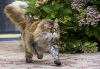 Картинка животные коты куст бежит коте киса