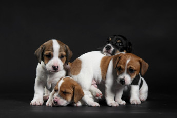 Картинка животные собаки фон щенки