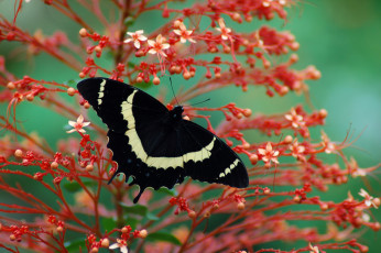 Картинка животные бабочки +мотыльки +моли крылья бабочка макро
