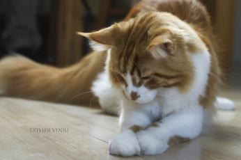 Картинка животные коты кот лапки бело-рыжий