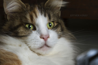 Картинка животные коты портрет ушки коте взгляд усы киса
