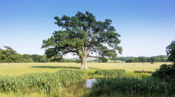 Картинка природа деревья ручей поле осока дерево