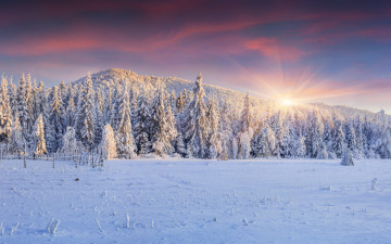 Картинка природа зима winter landscape snow снег елки