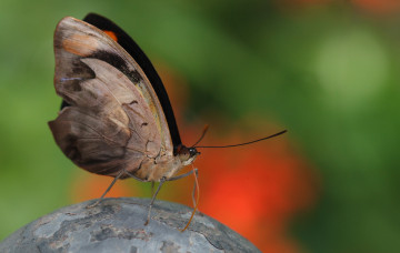 Картинка животные бабочки +мотыльки +моли насекомое усики bob decker макро бабочка фон крылья