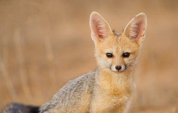 Картинка животные лисы южноафриканская лисица cape fox взгляд