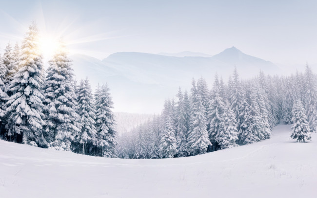 Обои картинки фото природа, зима, winter, landscape, snow, снег, елки