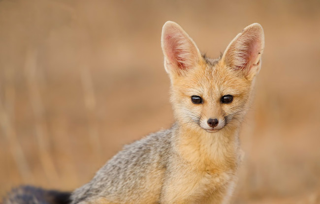 Обои картинки фото животные, лисы, южноафриканская, лисица, cape, fox, взгляд