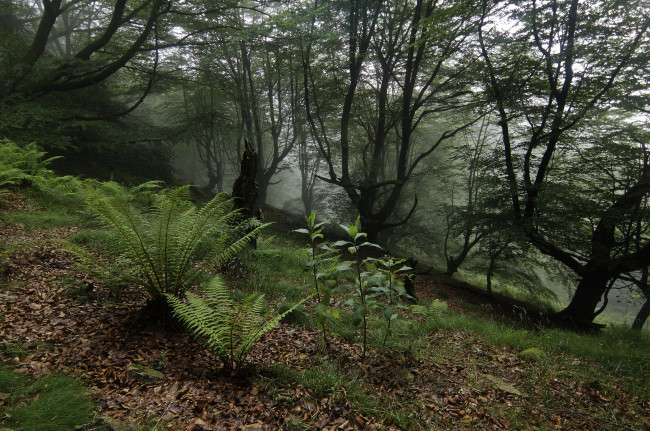 Обои картинки фото природа, лес, трава, зелень, igor, galarza, папоротник, деревья, туман, утро
