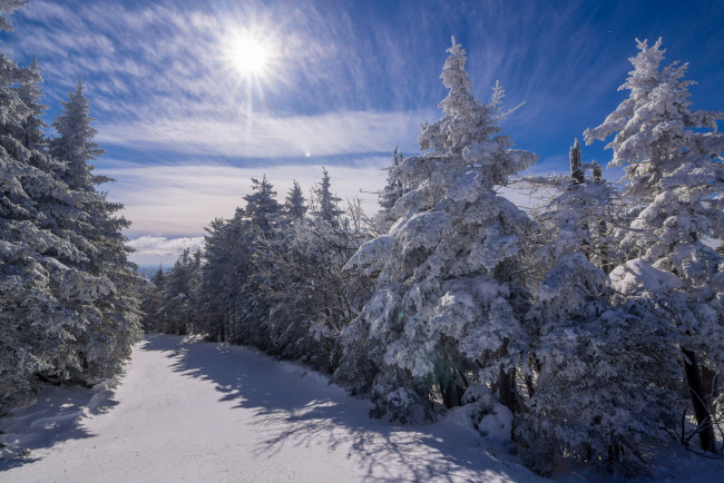 Обои картинки фото природа, зима, снег, ели, лес, солнце