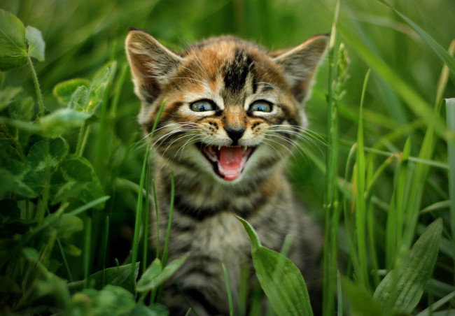 Обои картинки фото животные, коты, трава, котёнок, кот, природа