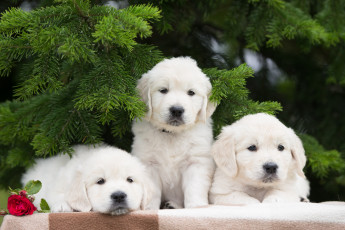 Картинка животные собаки цветок роза троица трио щенки еловые ветки