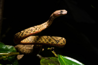 Картинка животные змеи +питоны +кобры змея ночь фон чёрный