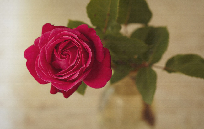 Обои картинки фото цветы, розы, роза, лепестки, бутон, листья, холст, текстура