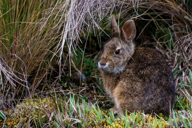 Обои картинки фото животные, кролики,  зайцы, трава, кролик