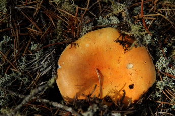 Картинка природа грибы иголки мох гриб шляпка