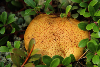 Картинка природа грибы шляпка гриб