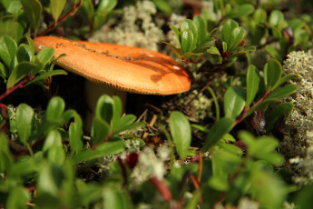Картинка природа грибы сыроежка