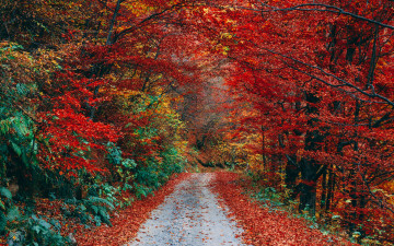 Картинка природа дороги листопад осень