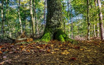Картинка природа лес ствол листья деревья