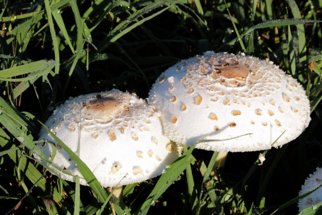 Обои картинки фото природа, грибы, дуэт, шляпки, трава