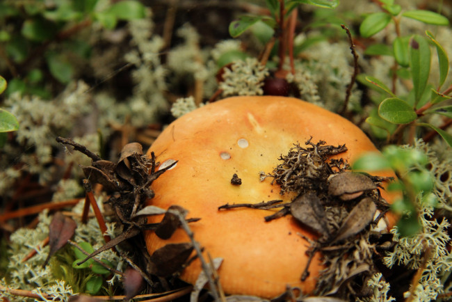 Обои картинки фото природа, грибы, гриб, мох, шляпка