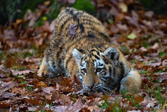 Обои картинки фото животные, тигры, осень, листья, тигр, тигрёнок