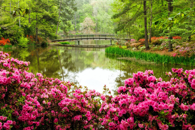 Обои картинки фото природа, парк, водоем, мостик, весна, цветение