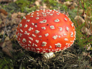 Картинка природа грибы мухомор карсная шляпка белые точки