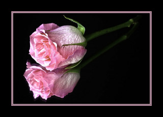 Картинка цветы розы отражение розовый