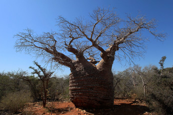 Картинка баобаб природа деревья широкий ствол
