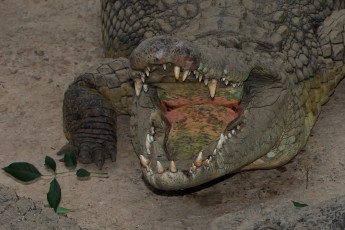 Картинка нильский крокодил животные крокодилы открытая пасть