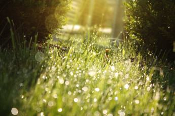 Картинка природа макро капли трава зелень газон блики сочно свет солнце