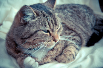 Картинка животные коты усы полосатый серый