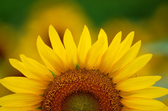 Картинка цветы подсолнухи желтый яркий лепестки половина