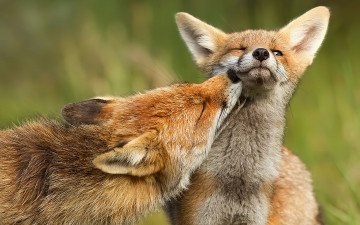 обоя животные, лисы, fox
