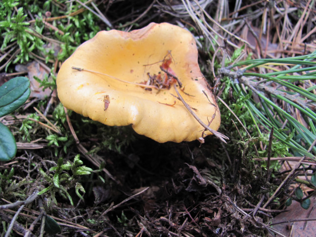 Обои картинки фото природа, грибы, иголки, грибок