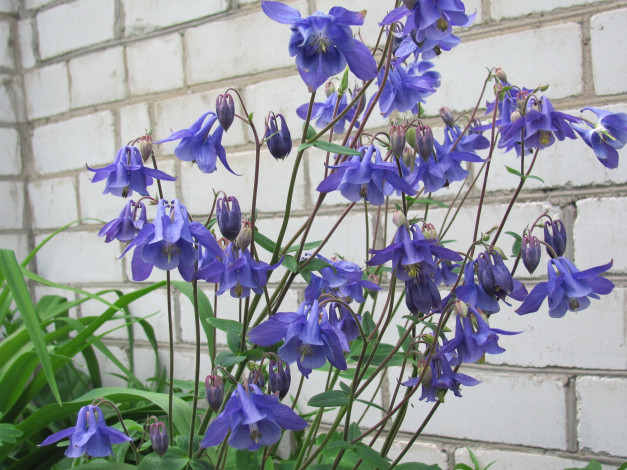 Обои картинки фото водосбор, цветы, аквилегия, синие