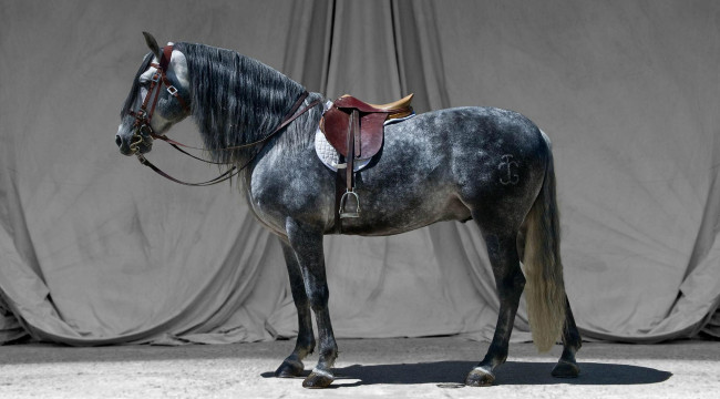 Обои картинки фото животные, лошади, грива, седло, серый