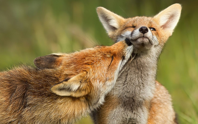 Обои картинки фото животные, лисы, fox