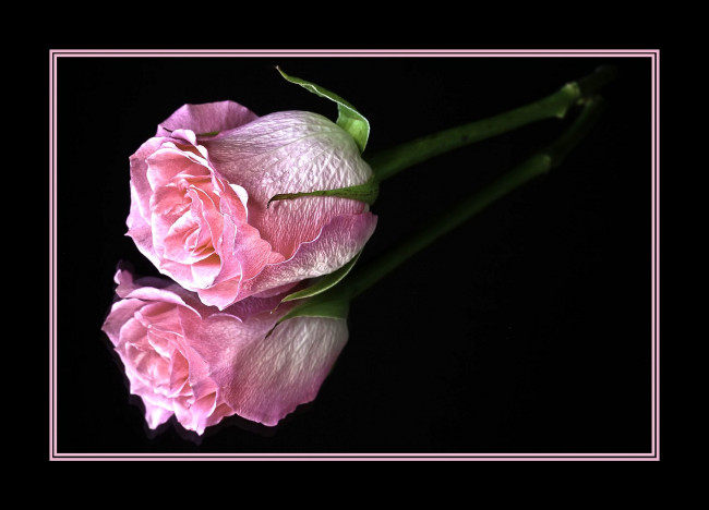 Обои картинки фото цветы, розы, отражение, розовый