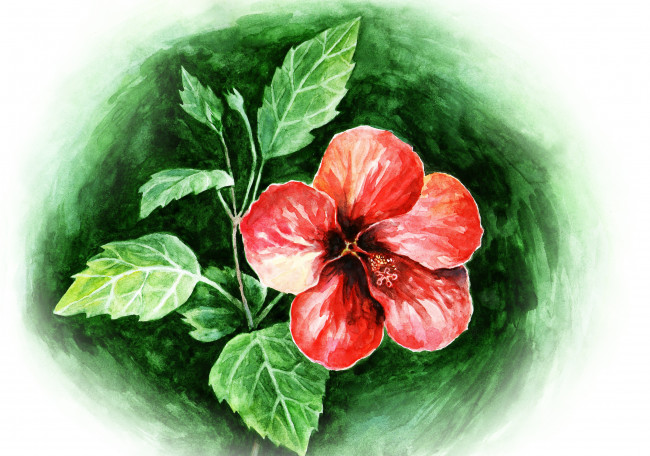 Обои картинки фото рисованные, цветы, flower, red, watercolors, hibiscus