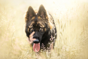 Картинка животные собаки трава собака поле язык друг взгляд