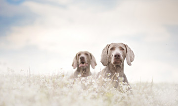 Картинка животные собаки цветы поле пара фон друзья