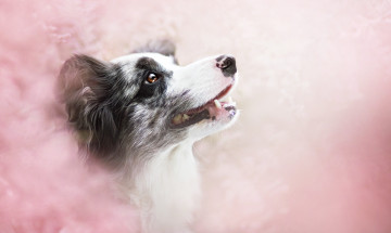 Картинка животные собаки цветы профиль собака