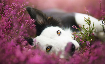 Картинка животные собаки взгляд цветы луг собака