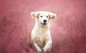 Картинка животные собаки розовые цветы луг друг взгляд собака