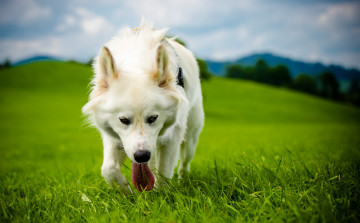 Картинка животные собаки трава поле зелень друг взгляд собака